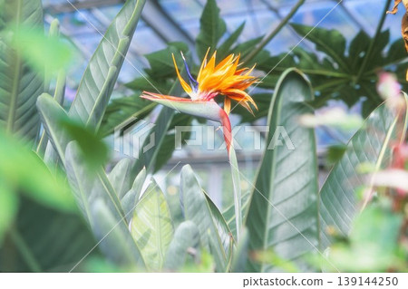 Strelitzia photographed on positive film 139144250