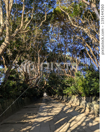 通往神社的道路兩側綠樹成蔭,宛如一條隧道,鋪設著石板路,四周環繞著石牆,陽光透過樹葉灑下斑駁的光影。茨城縣日立仲市。 通往神社的道路兩側綠樹成蔭,宛如一條隧道,鋪設著石板路,四周環繞著石牆,陽光透過樹葉灑下斑駁的光影。茨城縣日立仲市。 139144360