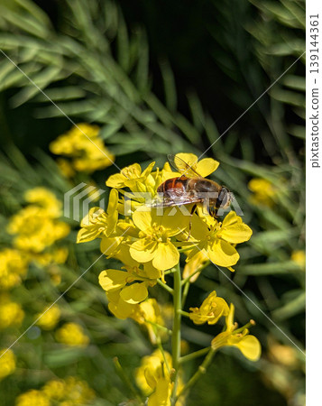 一隻食蚜蠅棲息在油菜花上的特寫——春日自然風光，日本 139144361