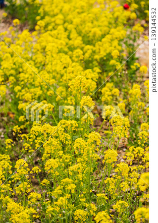 古賀久保公園（茨城縣古賀市）的桃花和油菜花盛開 139144532