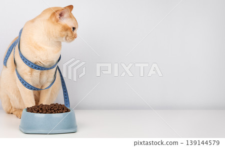 Burmese cat sitting near food bowl with measuring tape pet diet concept copy space Burmese cat sitting near food bowl with measuring tape pet diet concept copy space 139144579