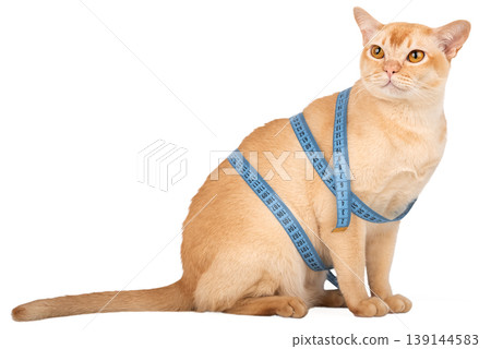 Burmese cat with measuring tape isolated on white background pet weight control Burmese cat with measuring tape isolated on white background pet weight control 139144583