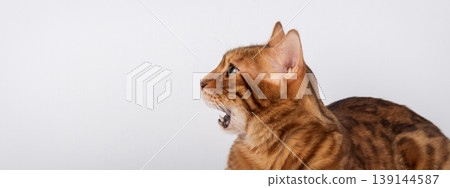 Bengal cat with open mouth in profile on light background 139144587