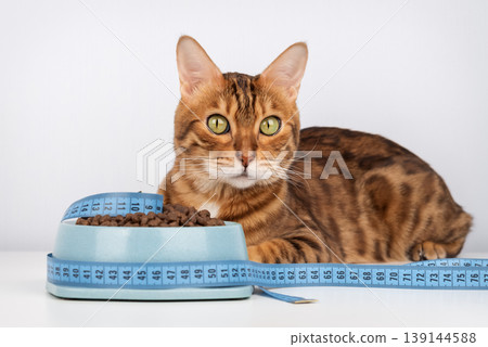 Bengal cat near food bowl with measuring tape looking at camera, pet diet concept 139144588