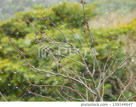 櫻花等待春天的花蕾 櫻花等待春天的花蕾 139144647