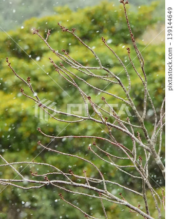The bud of cherry blossoms waiting for spring 139144649