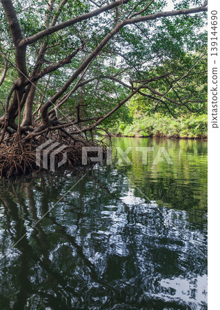 Vertical mangrove forest landscape, Dominican Republic Vertical mangrove forest landscape, Dominican Republic 139144690