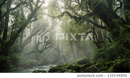 Misty rainforest with sunlight filtering through ancient trees and mossy rocks rainforest sunlight atmosphere secluded environment ecosystem woodland vegetation natural beauty peaceful Misty rainforest with sunlight filtering through ancient trees and mossy rocks rainforest sunlight atmosphere secluded environment ecosystem woodland vegetation natural beauty peaceful 139144909