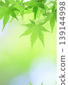 藍楓 139144998