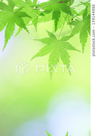 藍楓 藍楓 139144998