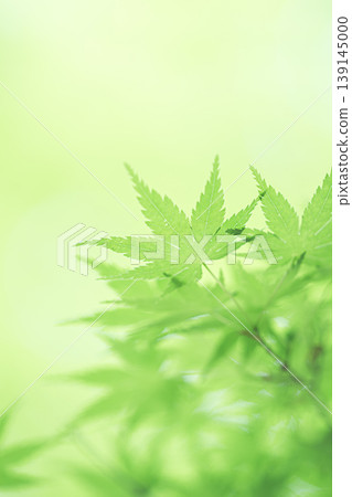 藍楓 藍楓 139145000