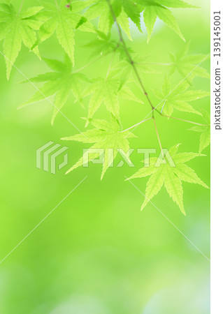 藍楓 139145001