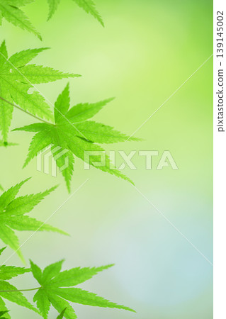 藍楓 139145002