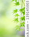 藍楓 139145003
