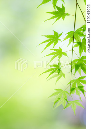 藍楓 139145003