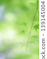 藍楓 139145004