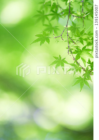 Blue maple 139145007