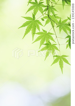 Blue maple 139145008