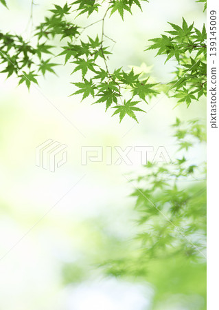 藍楓 139145009