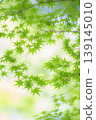 藍楓 139145010