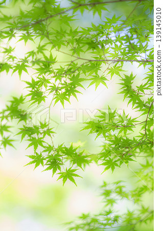 藍楓 139145010