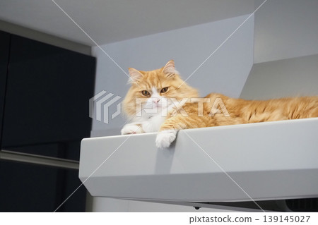 A long-haired cat sitting on top of a ventilation fan A long-haired cat sitting on top of a ventilation fan 139145027