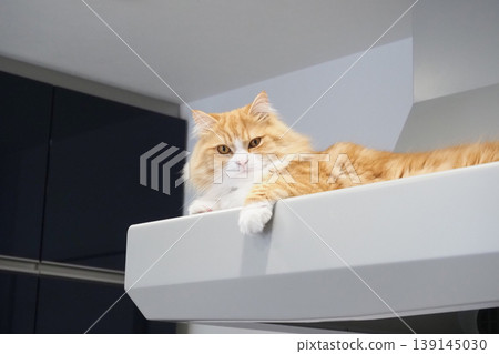 A long-haired cat sitting on top of a ventilation fan A long-haired cat sitting on top of a ventilation fan 139145030