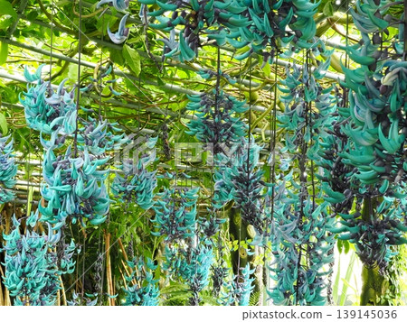 A photo of a fully bloomed jade vine, taken using a macro lens and depth stacking at a botanical garden greenhouse in Yamaguchi Prefecture. A photo of a fully bloomed jade vine, taken using a macro lens and depth stacking at a botanical garden greenhouse in Yamaguchi Prefecture. 139145036