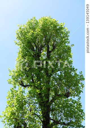 The trees, shining with the sunlight, and the blue sky of early summer. The trees, shining with the sunlight, and the blue sky of early summer. 139145049