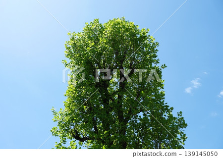 A magnificent tree piercing the sky, its vibrant green and blue contrasting colors breathtaking. A magnificent tree piercing the sky, its vibrant green and blue contrasting colors breathtaking. 139145050