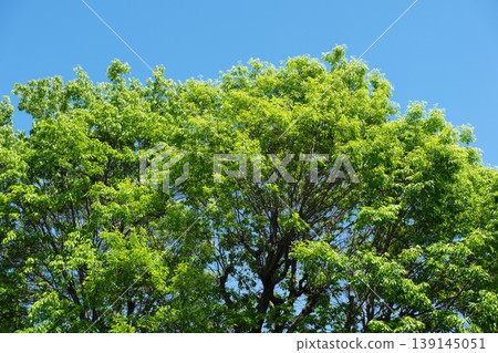 Lush green trees stretching out to the side and a clear blue sky 139145051