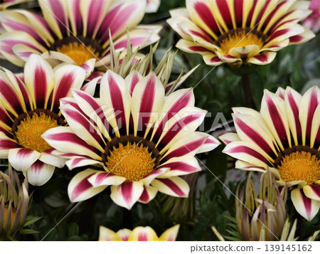 Gazania flowers 139145162