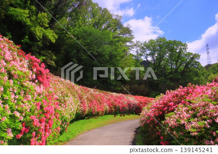 鳴川公園杜鵑花園（大阪府東大阪市） 139145241