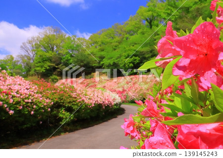 鳴川公園杜鵑花園（大阪府東大阪市） 139145243