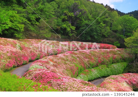 鳴川公園杜鵑花園（大阪府東大阪市） 139145244