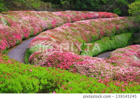 鳴川公園杜鵑花園（大阪府東大阪市） 139145245