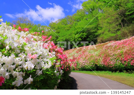Narukawa Park Azalea Garden (Higashi-Osaka City, Osaka Prefecture) Narukawa Park Azalea Garden (Higashi-Osaka City, Osaka Prefecture) 139145247