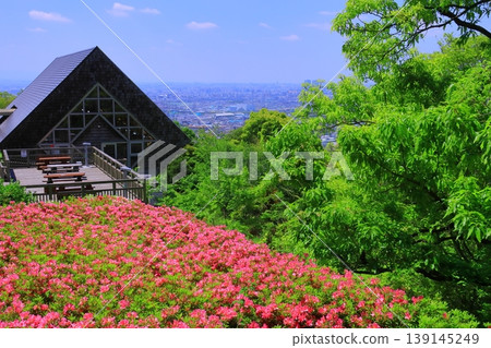 Azalea flowers blooming in front of Narukawa Park Rakuraku Center (Higashi-Osaka City, Osaka Prefecture) 139145249