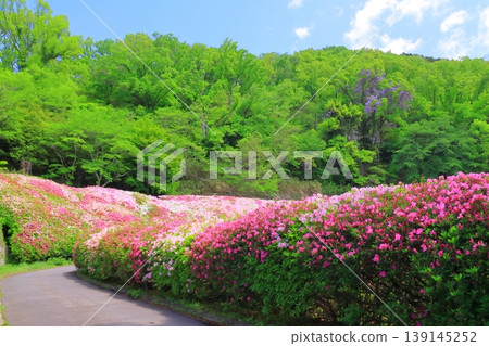 鳴川公園杜鵑花園（大阪府東大阪市） 139145252