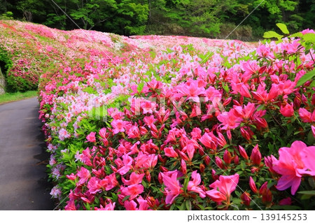 鳴川公園杜鵑花園（大阪府東大阪市） 139145253