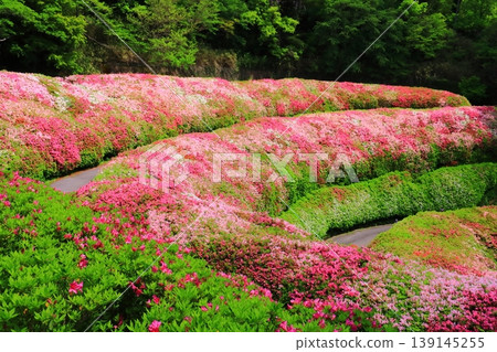 鳴川公園杜鵑花園(大阪府東大阪市) 鳴川公園杜鵑花園(大阪府東大阪市) 139145255