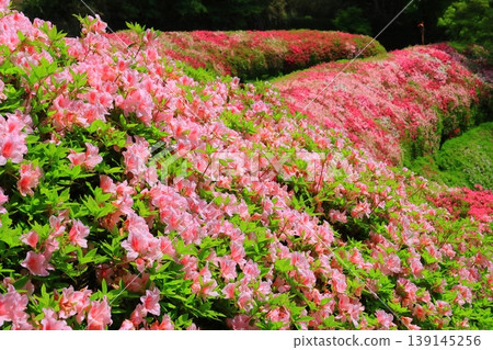 Narukawa Park Azalea Garden (Higashi-Osaka City, Osaka Prefecture) Narukawa Park Azalea Garden (Higashi-Osaka City, Osaka Prefecture) 139145256