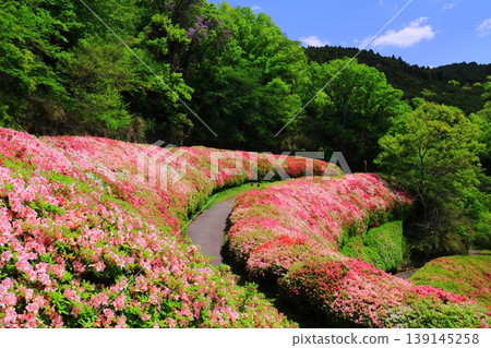Narukawa Park Azalea Garden (Higashi-Osaka City, Osaka Prefecture) Narukawa Park Azalea Garden (Higashi-Osaka City, Osaka Prefecture) 139145258