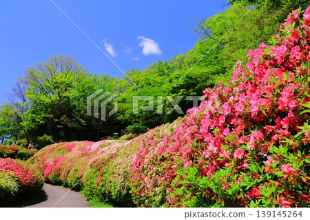 鳴川公園杜鵑花園(大阪府東大阪市) 鳴川公園杜鵑花園(大阪府東大阪市) 139145264