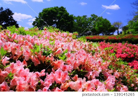 Narukawa Park Azalea Garden (Higashi-Osaka City, Osaka Prefecture) 139145265