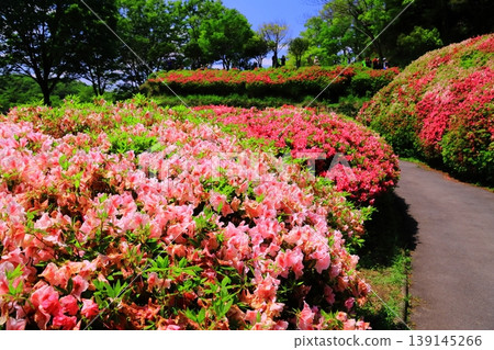 鳴川公園杜鵑花園（大阪府東大阪市） 139145266