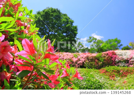 鳴川公園杜鵑花園（大阪府東大阪市） 139145268