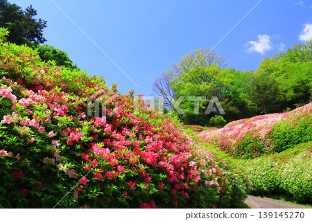 Narukawa Park Azalea Garden (Higashi-Osaka City, Osaka Prefecture) Narukawa Park Azalea Garden (Higashi-Osaka City, Osaka Prefecture) 139145270