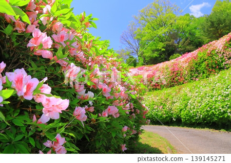 鳴川公園杜鵑花園（大阪府東大阪市） 139145271