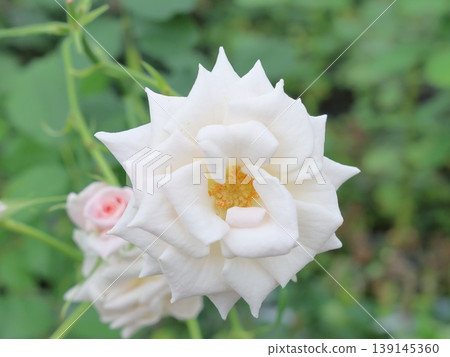 白玫瑰 白玫瑰 139145360